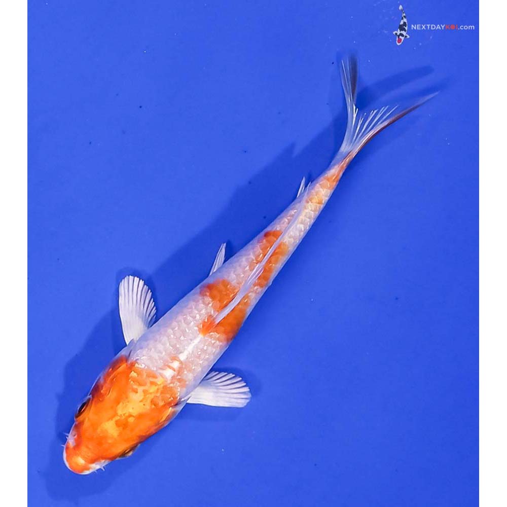 3.5” Imported Hariwake