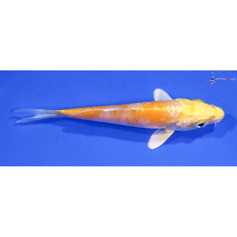 4” Imported Lemon Hariwake