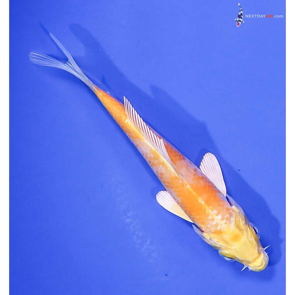 4” Imported Lemon Hariwake