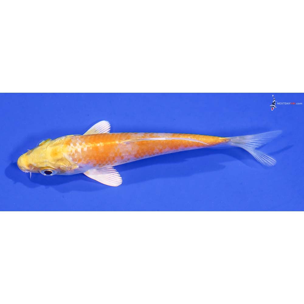 4” Imported Lemon Hariwake