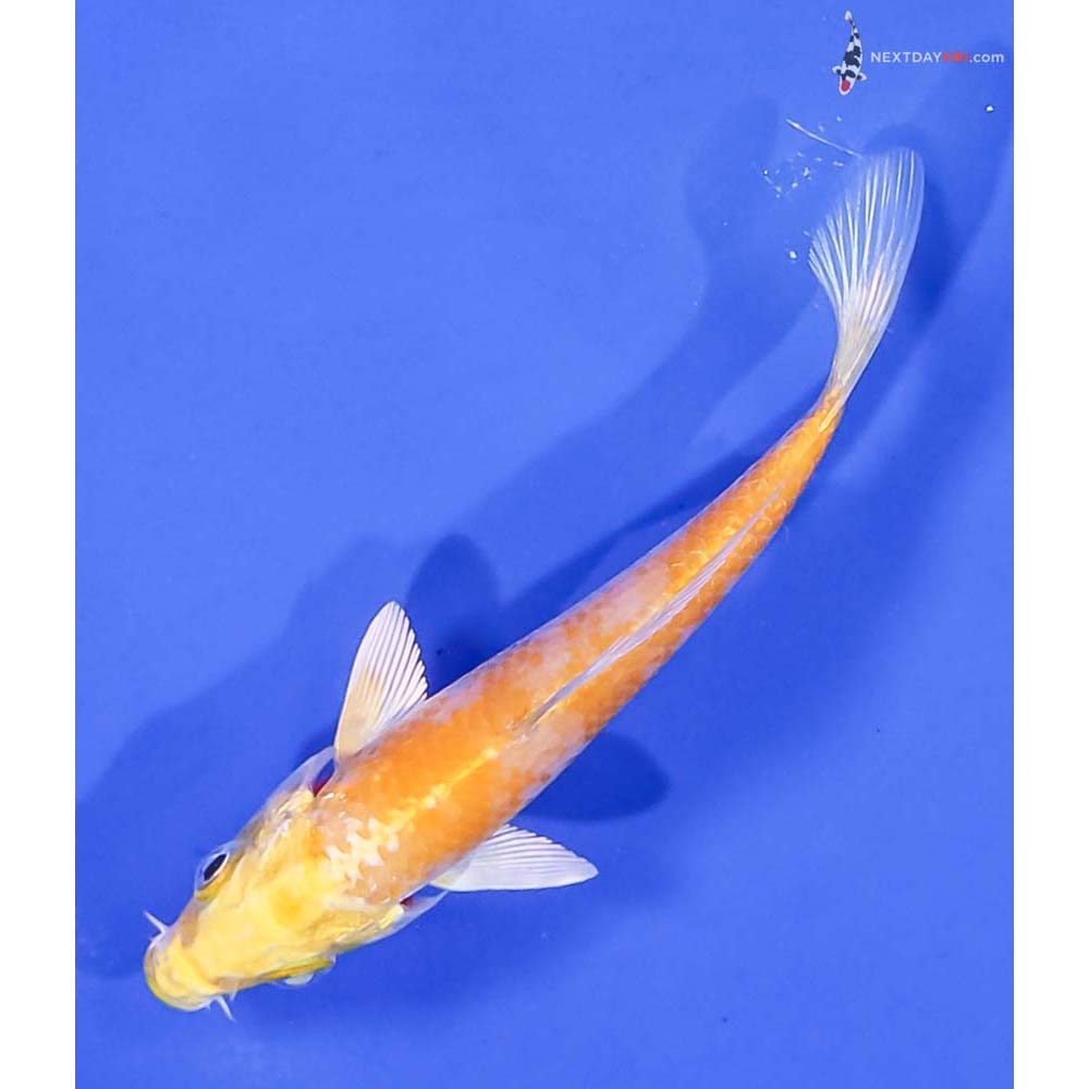 4” Imported Lemon Hariwake