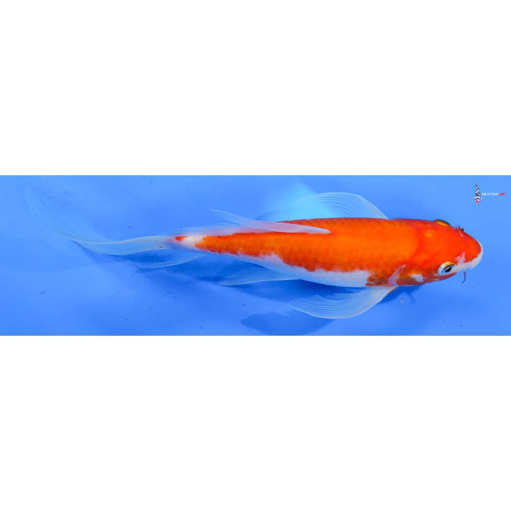 9.5” Imported Kohaku Butterfly Koi