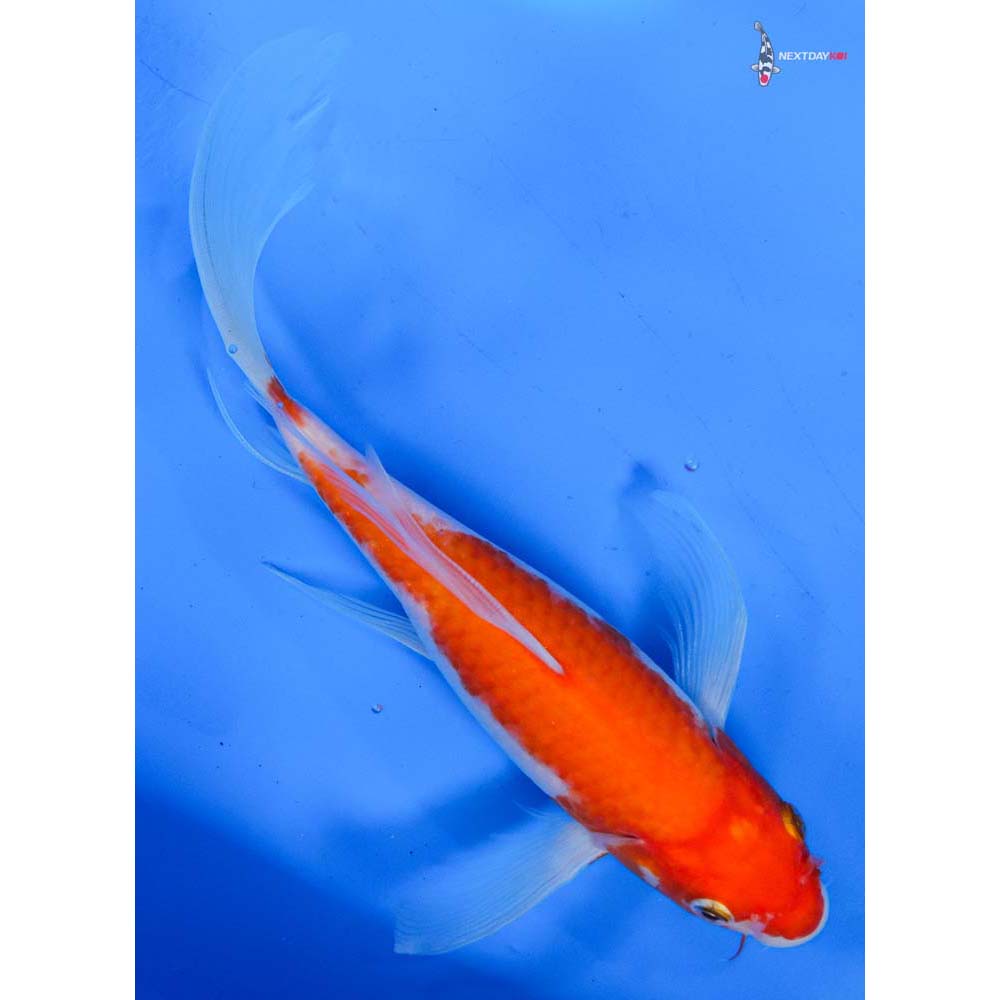 9.5” Imported Kohaku Butterfly Koi