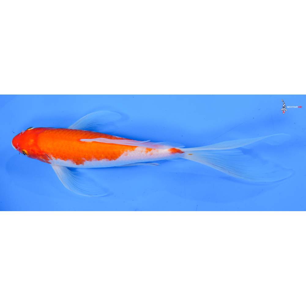 9.5” Imported Kohaku Butterfly Koi