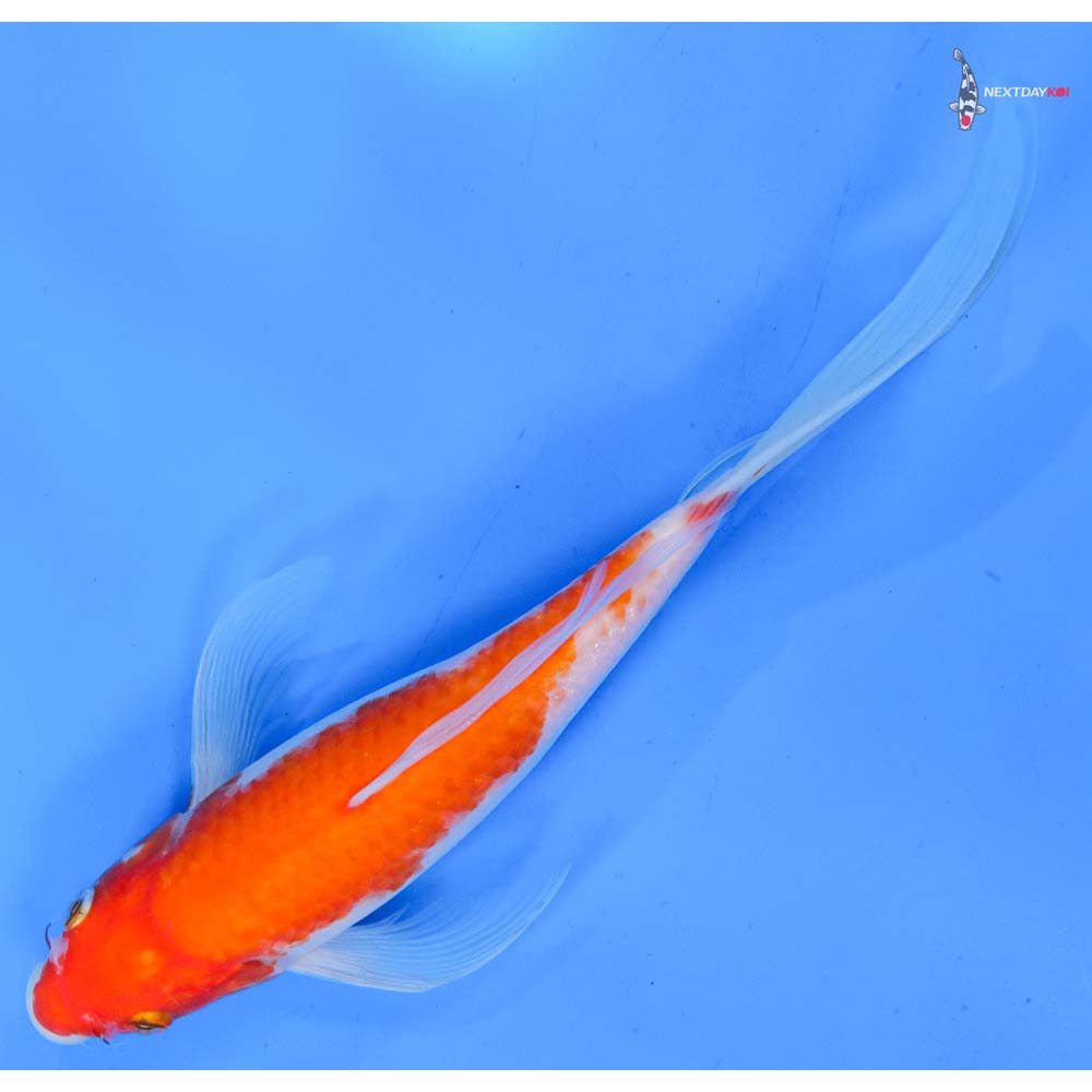 9.5” Imported Kohaku Butterfly Koi