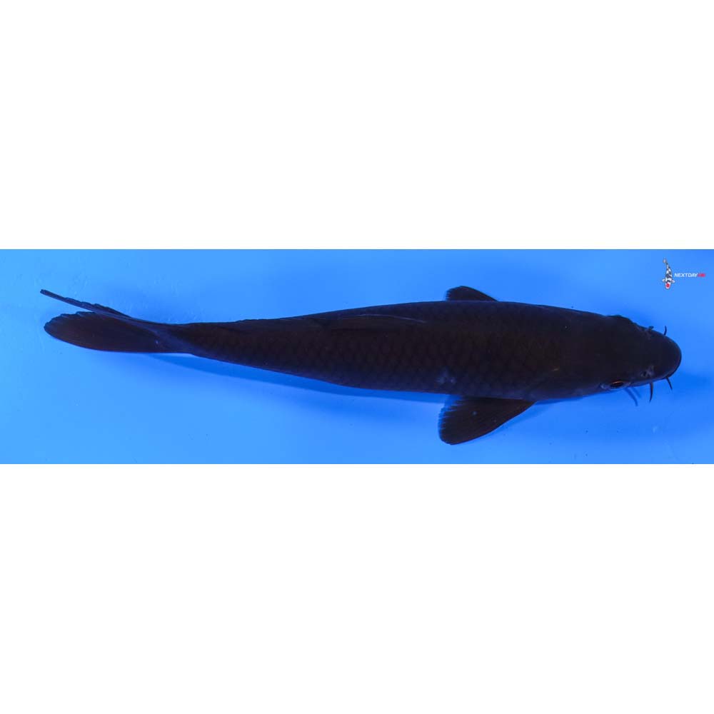 6.5” Imported Chagoi