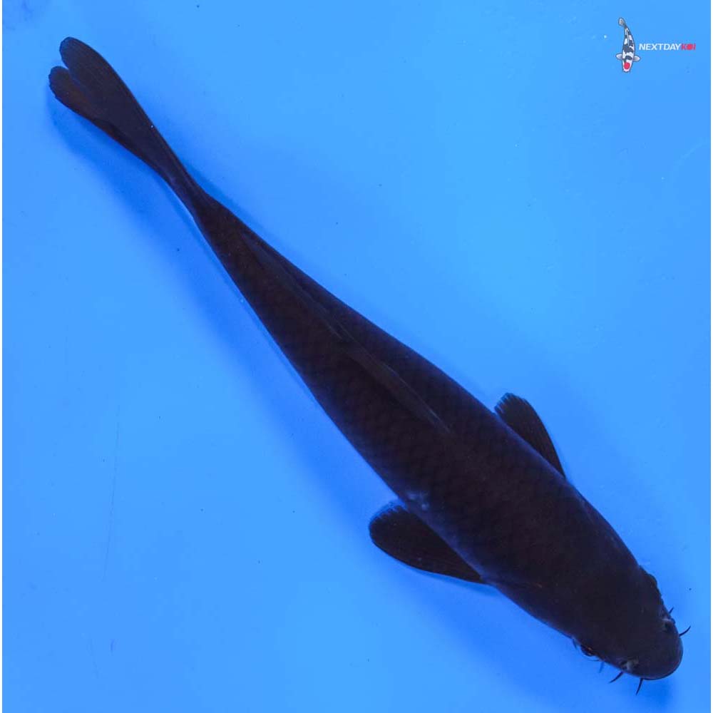 6.5” Imported Chagoi