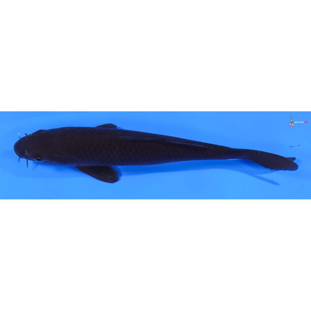 6.5” Imported Chagoi