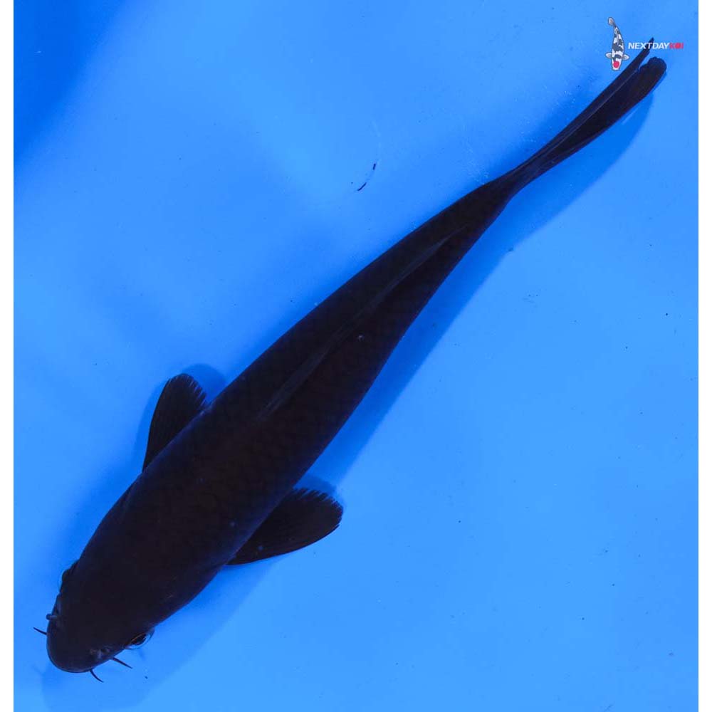 6.5” Imported Chagoi