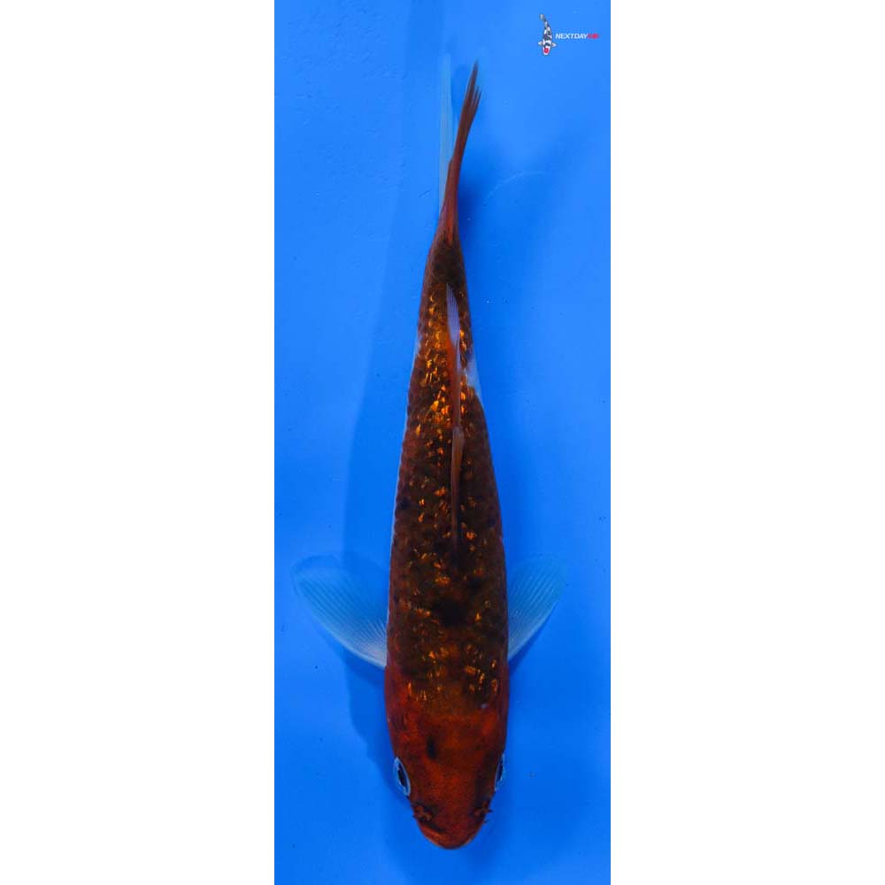 6.5” Imported Gin Rin Goromo