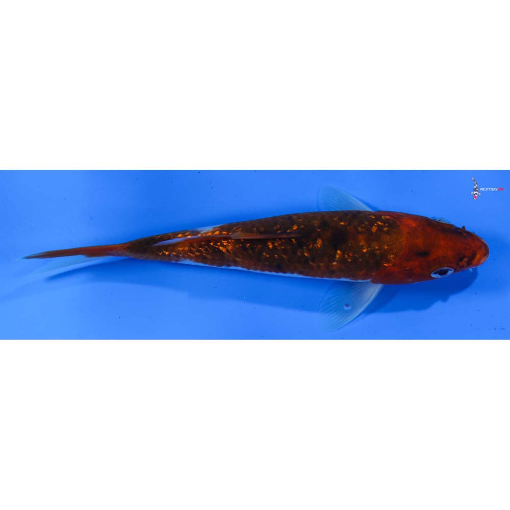 6.5” Imported Gin Rin Goromo