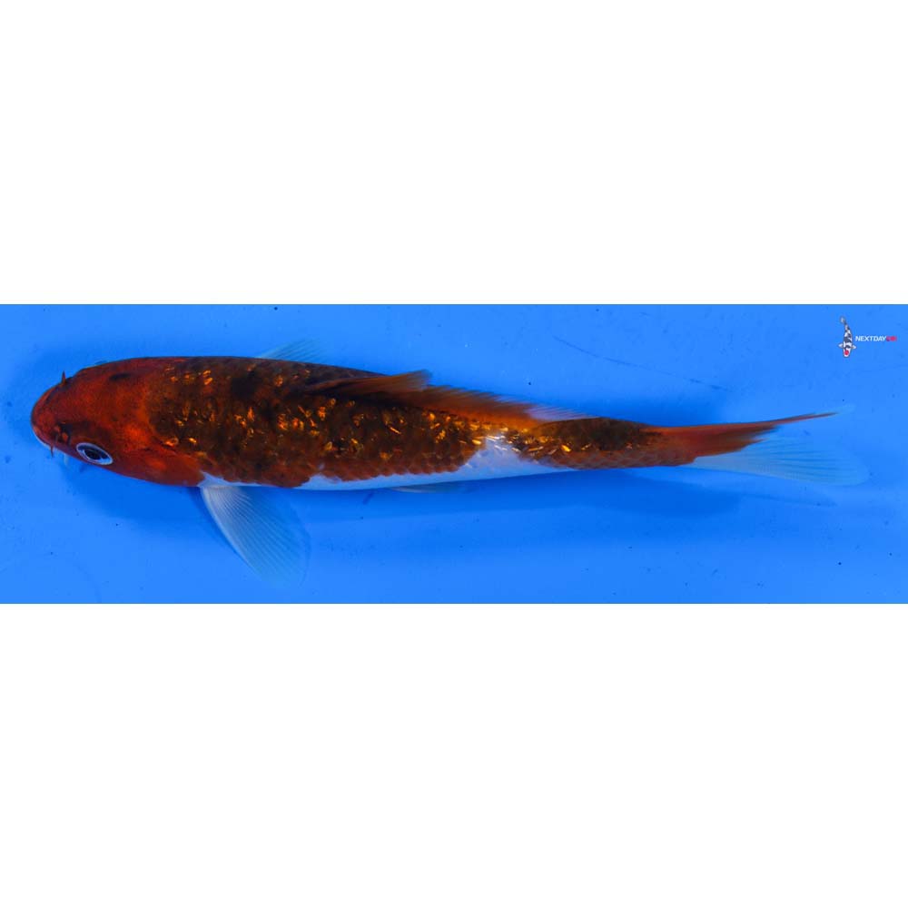 6.5” Imported Gin Rin Goromo