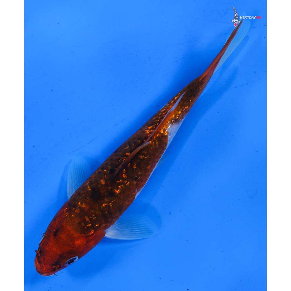 6.5” Imported Gin Rin Goromo