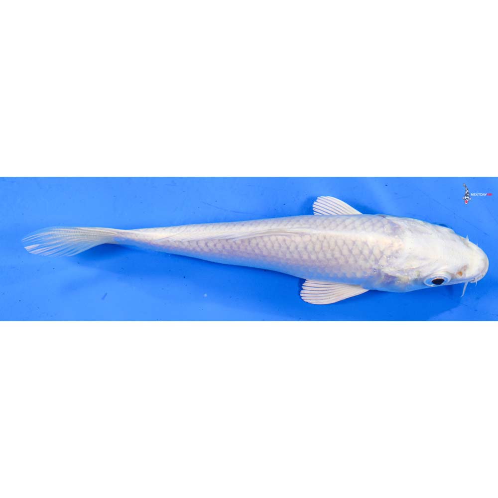 6.5” Imported Platinum Ogon