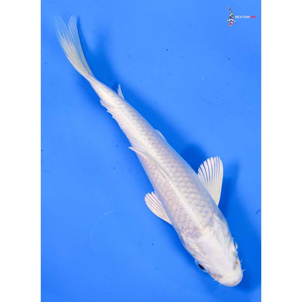 6.5” Imported Platinum Ogon