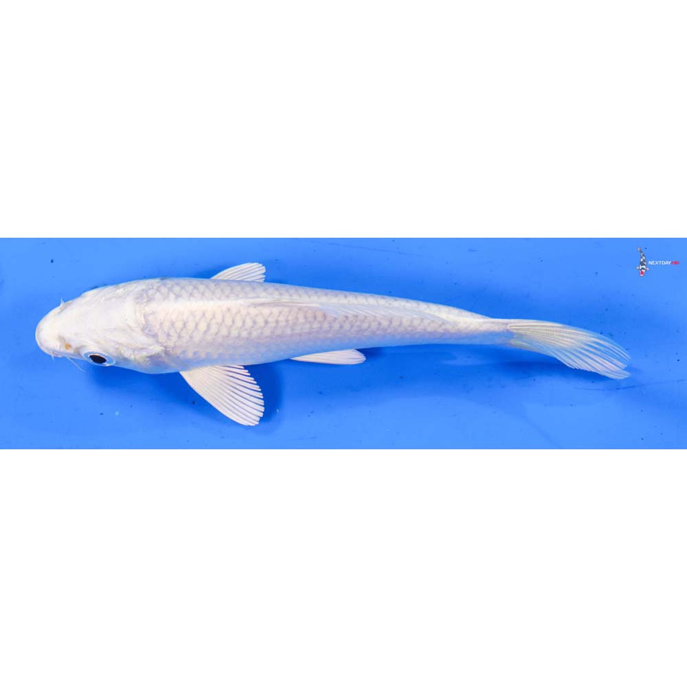 6.5” Imported Platinum Ogon