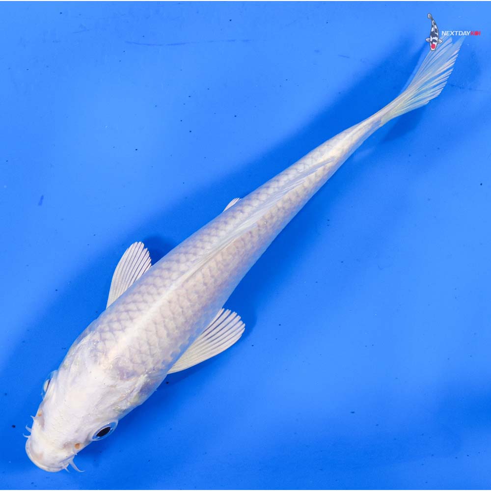 6.5” Imported Platinum Ogon