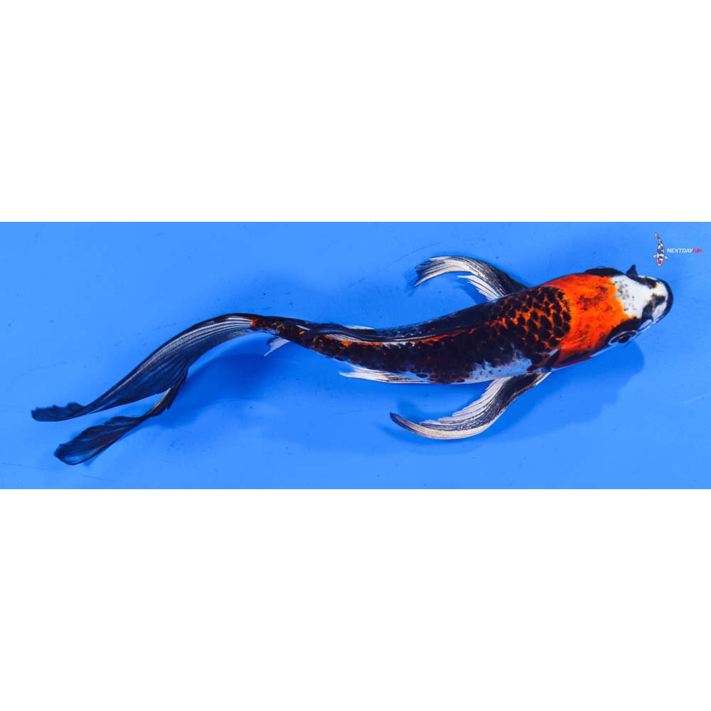 8” Imported Kujaku Butterfly Koi
