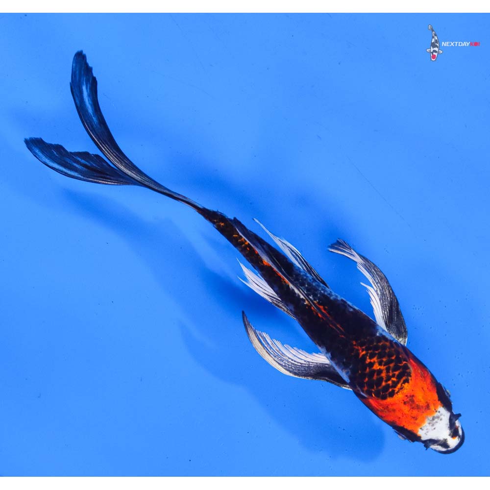 8” Imported Kujaku Butterfly Koi