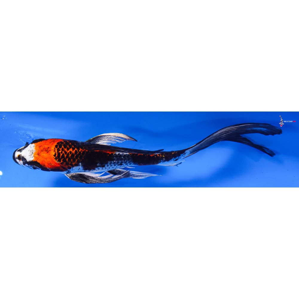 8” Imported Kujaku Butterfly Koi
