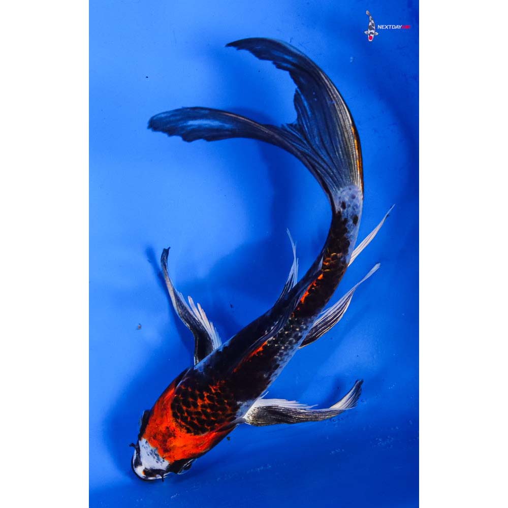 8” Imported Kujaku Butterfly Koi