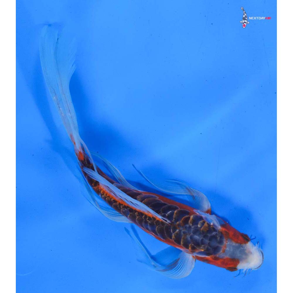 10” Imported Shusui Butterfly Koi