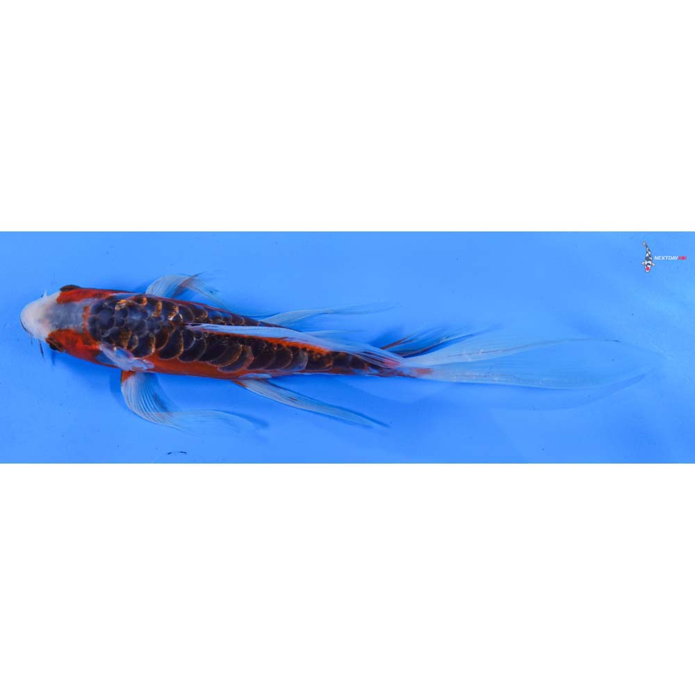 10” Imported Shusui Butterfly Koi