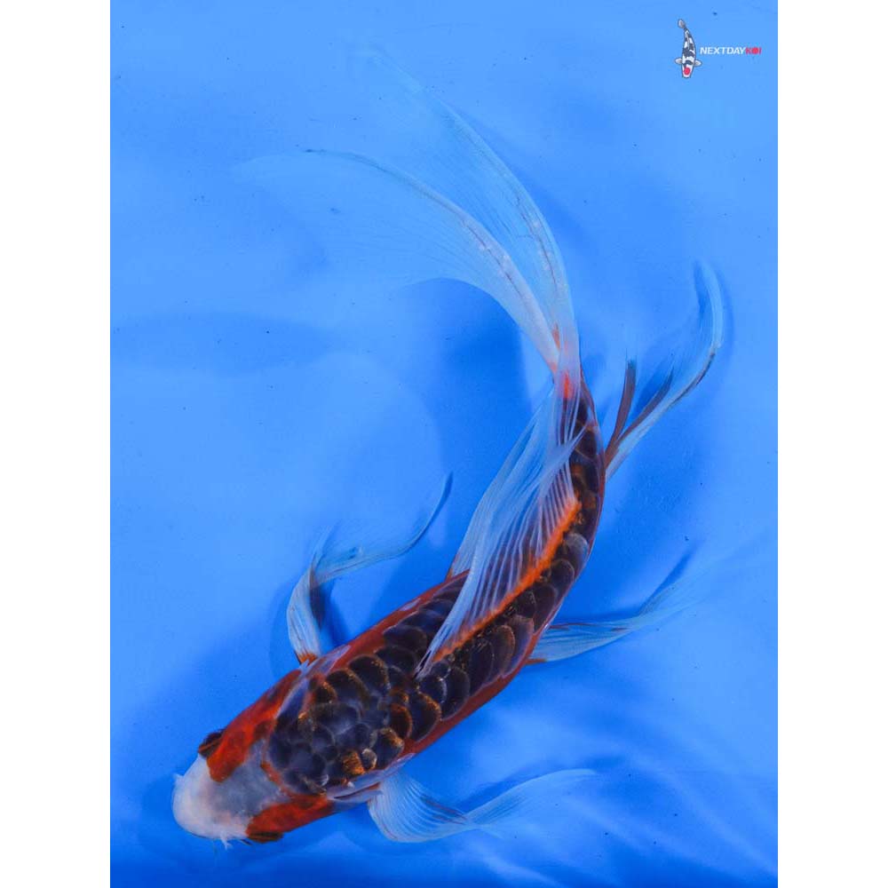 10” Imported Shusui Butterfly Koi