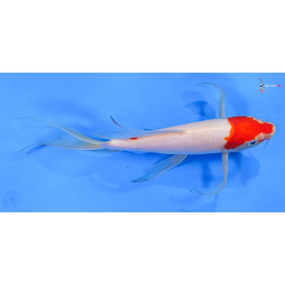 9.5” Imported Kohaku Butterfly Koi