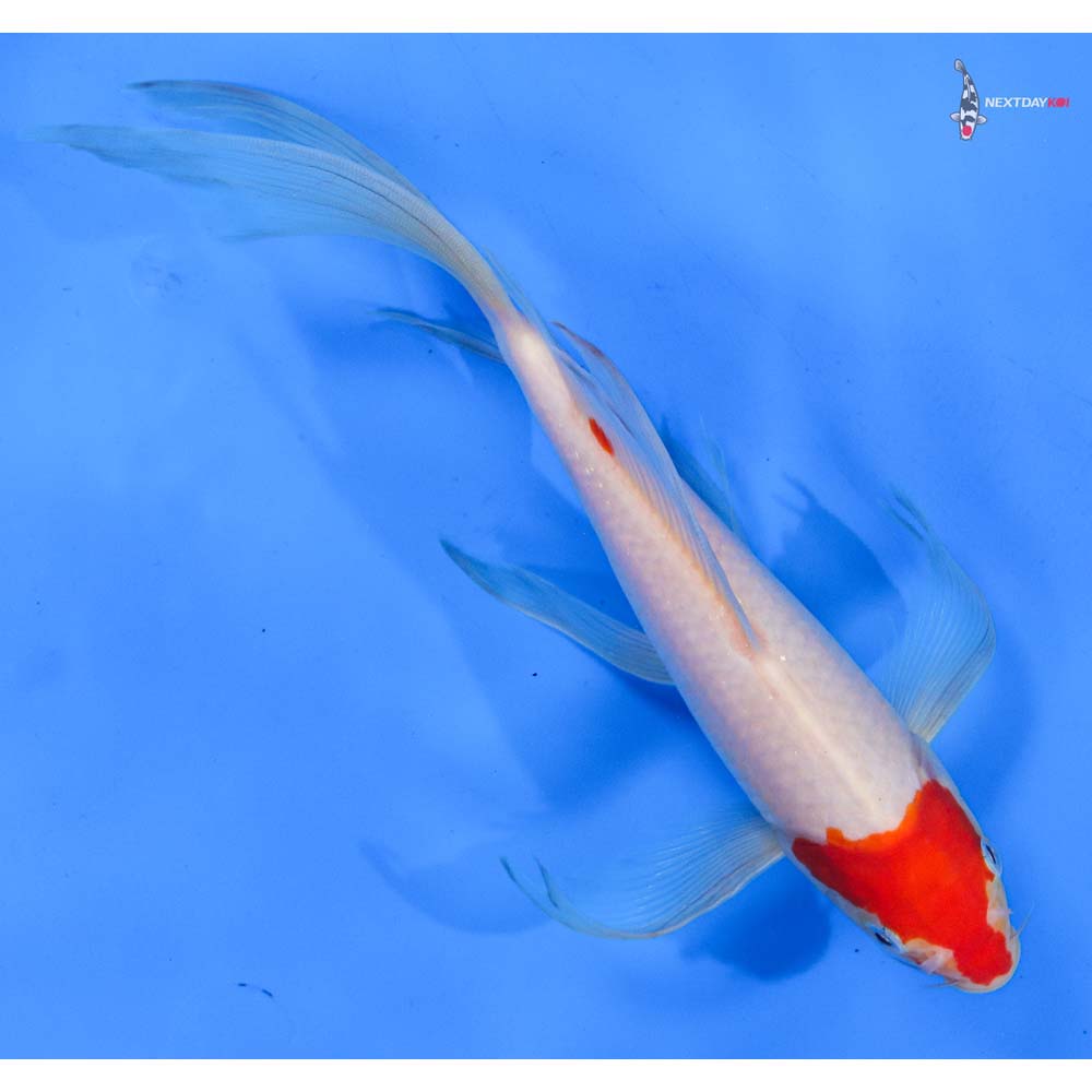 9.5” Imported Kohaku Butterfly Koi