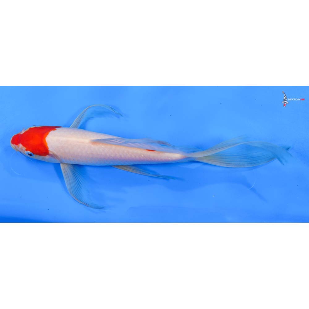 9.5” Imported Kohaku Butterfly Koi