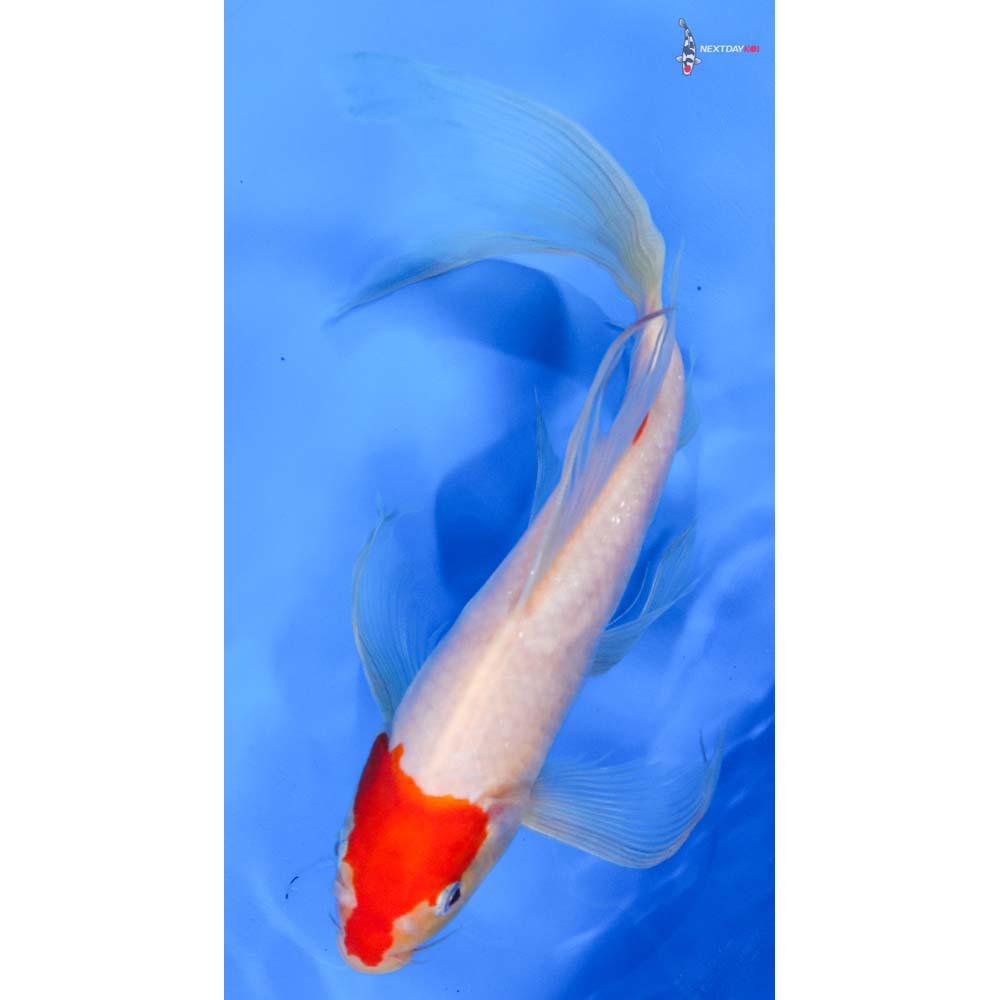 9.5” Imported Kohaku Butterfly Koi