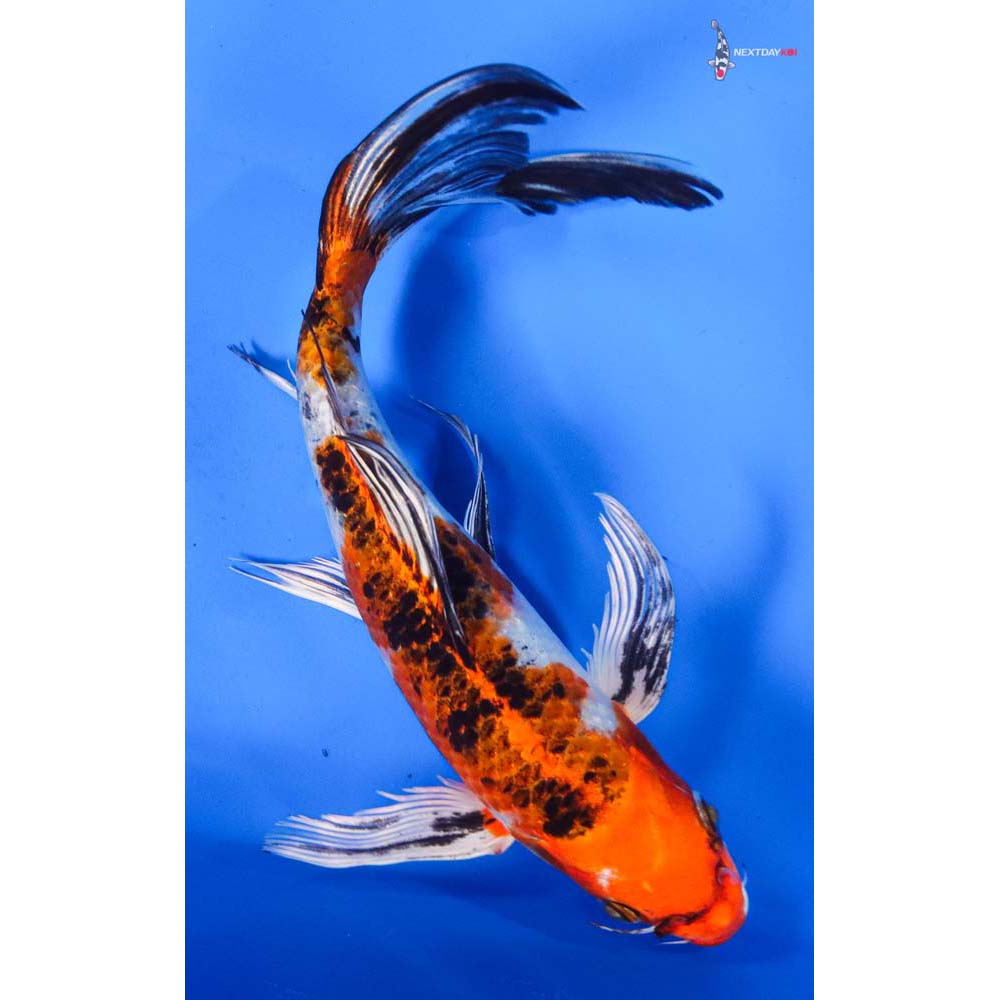 9” Imported Yamato Nishiki Butterfly Koi