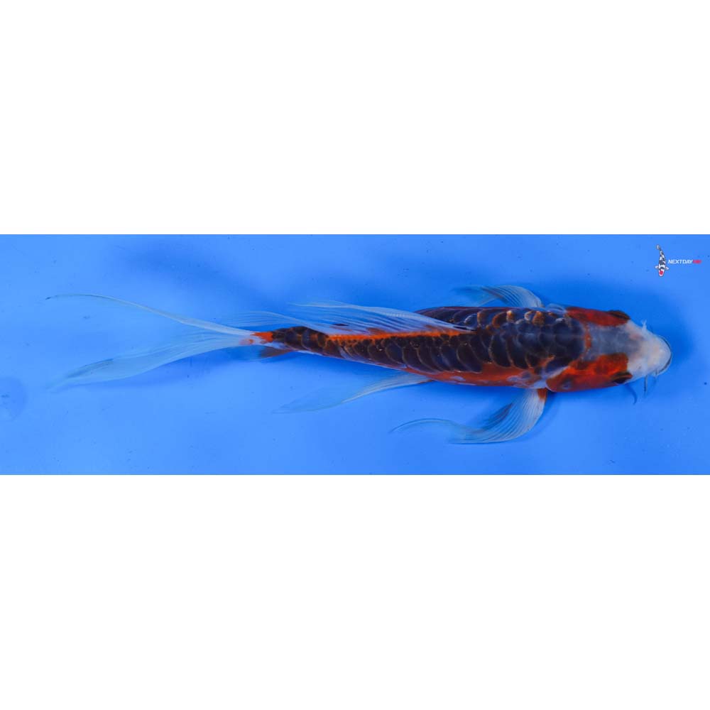 10” Imported Shusui Butterfly Koi