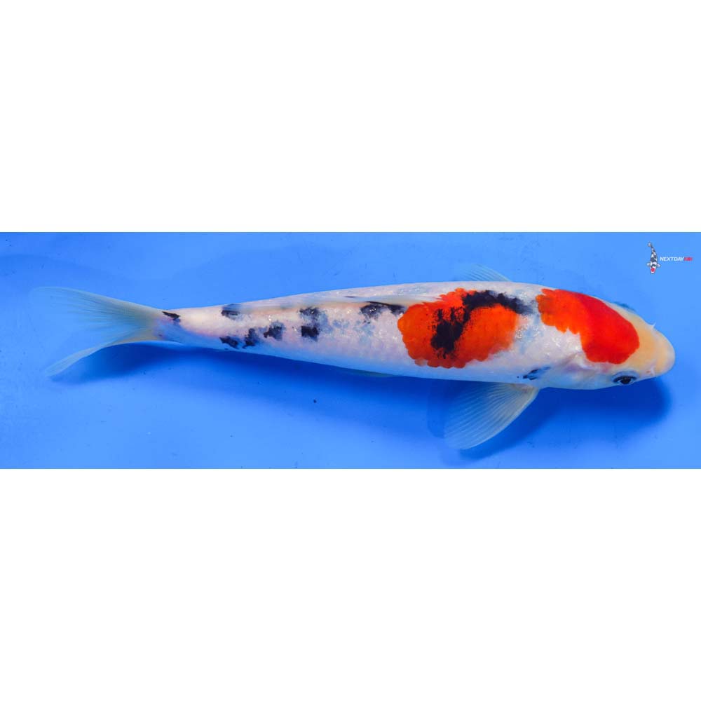 8.5” Imported Sanke