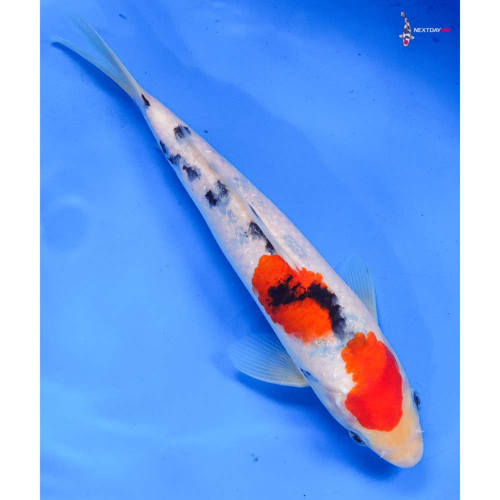 8.5” Imported Sanke