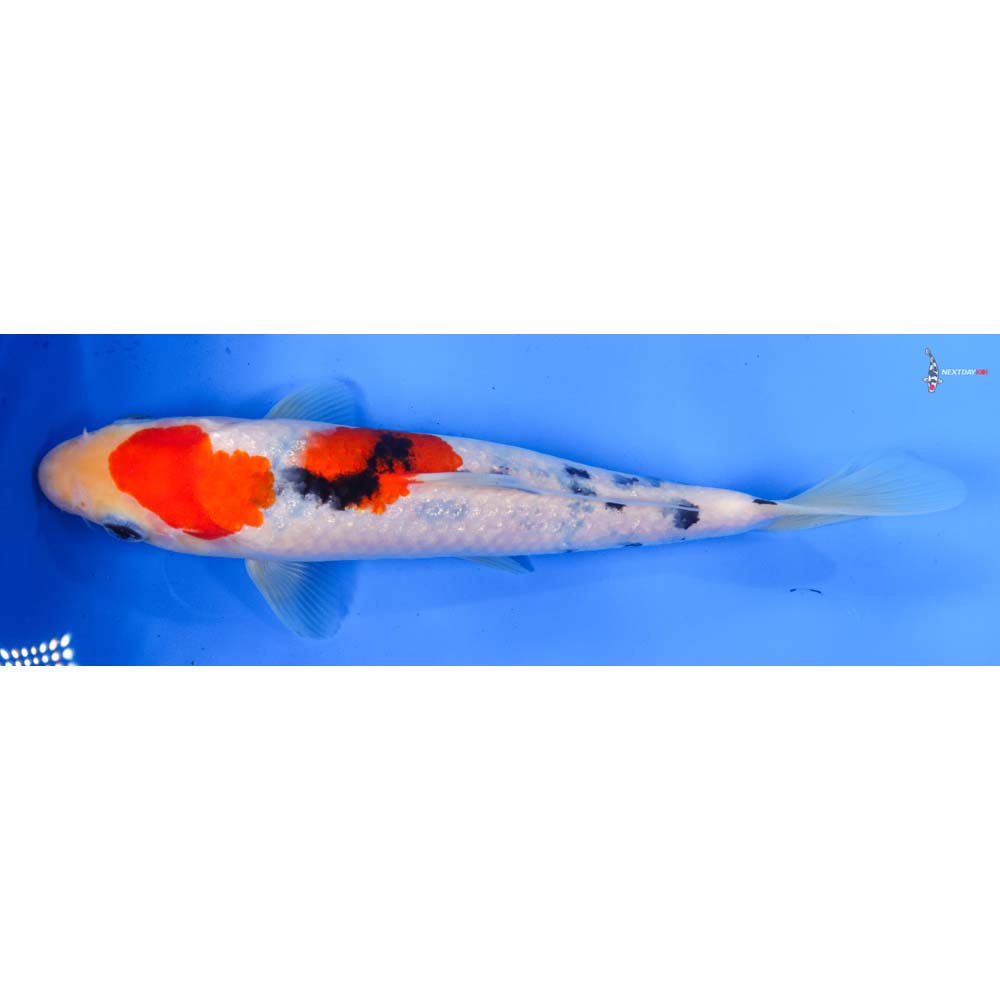 8.5” Imported Sanke