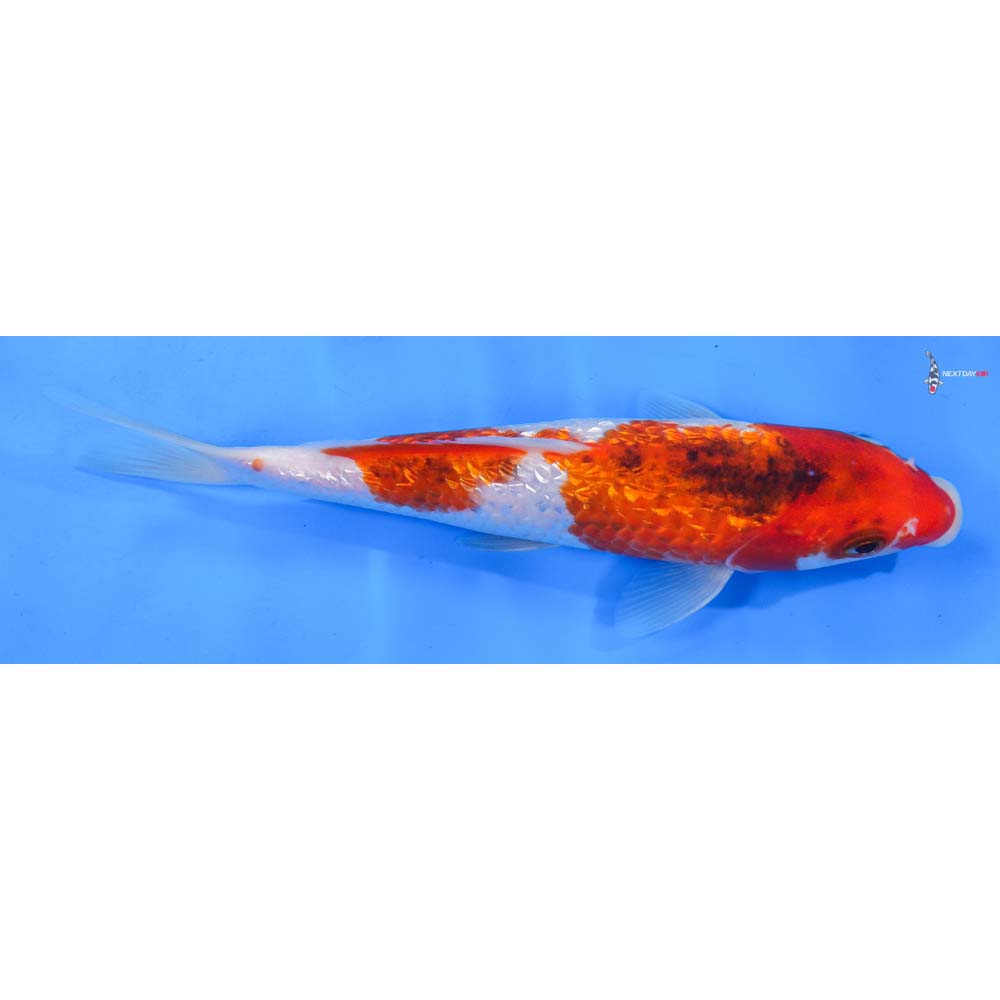 8.5” Imported Gin Rin Goromo