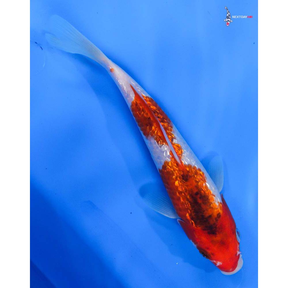 8.5” Imported Gin Rin Goromo