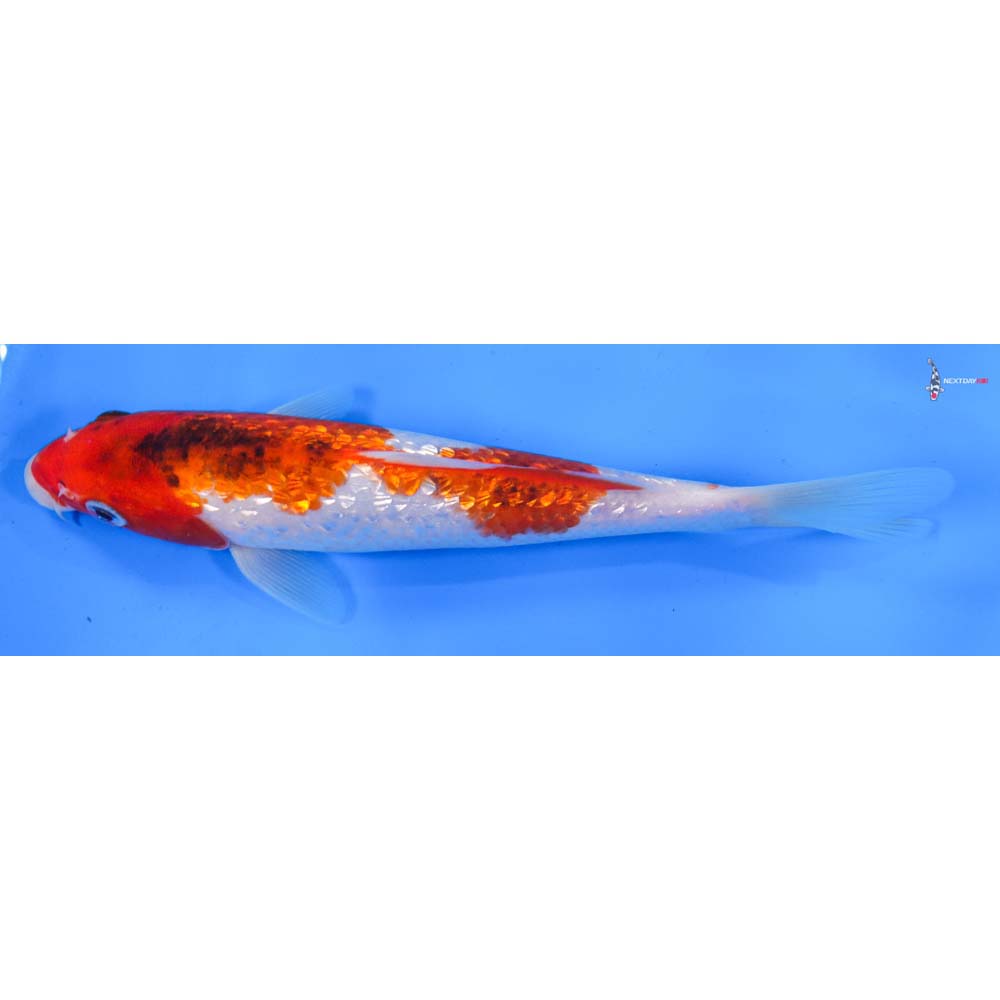 8.5” Imported Gin Rin Goromo
