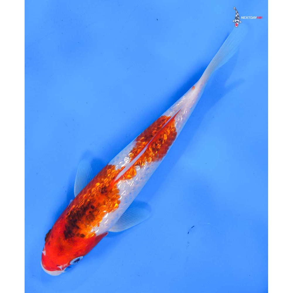 8.5” Imported Gin Rin Goromo