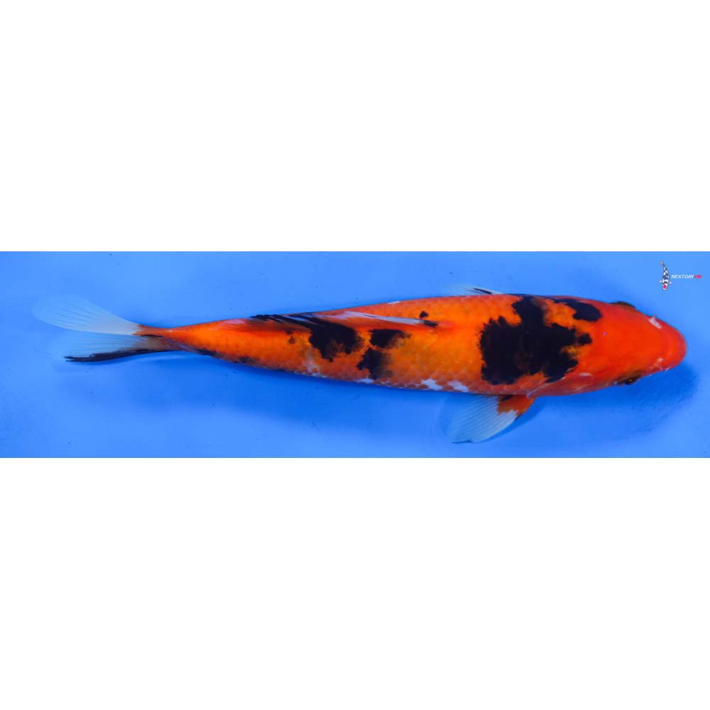 8” Imported Sanke