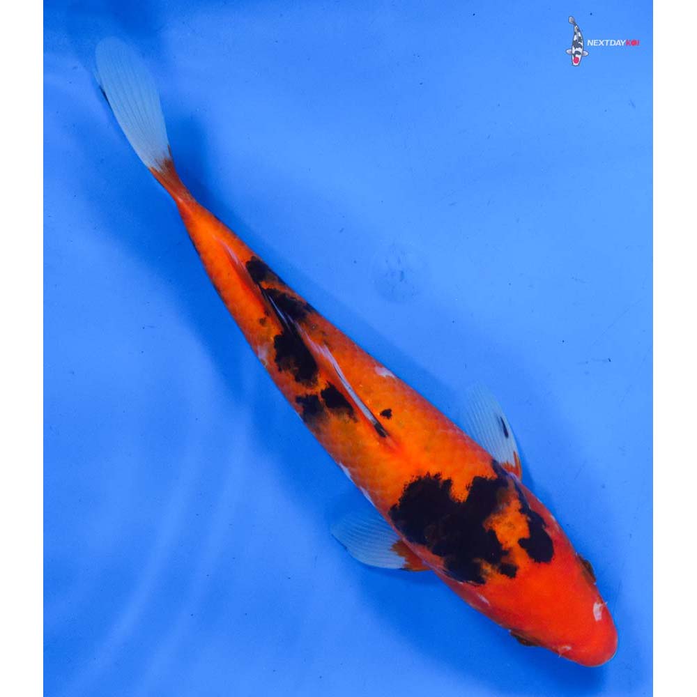 8” Imported Sanke