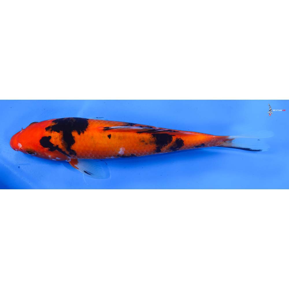 8” Imported Sanke