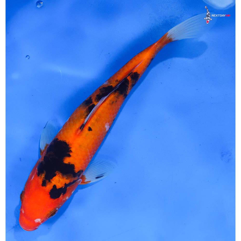 8” Imported Sanke