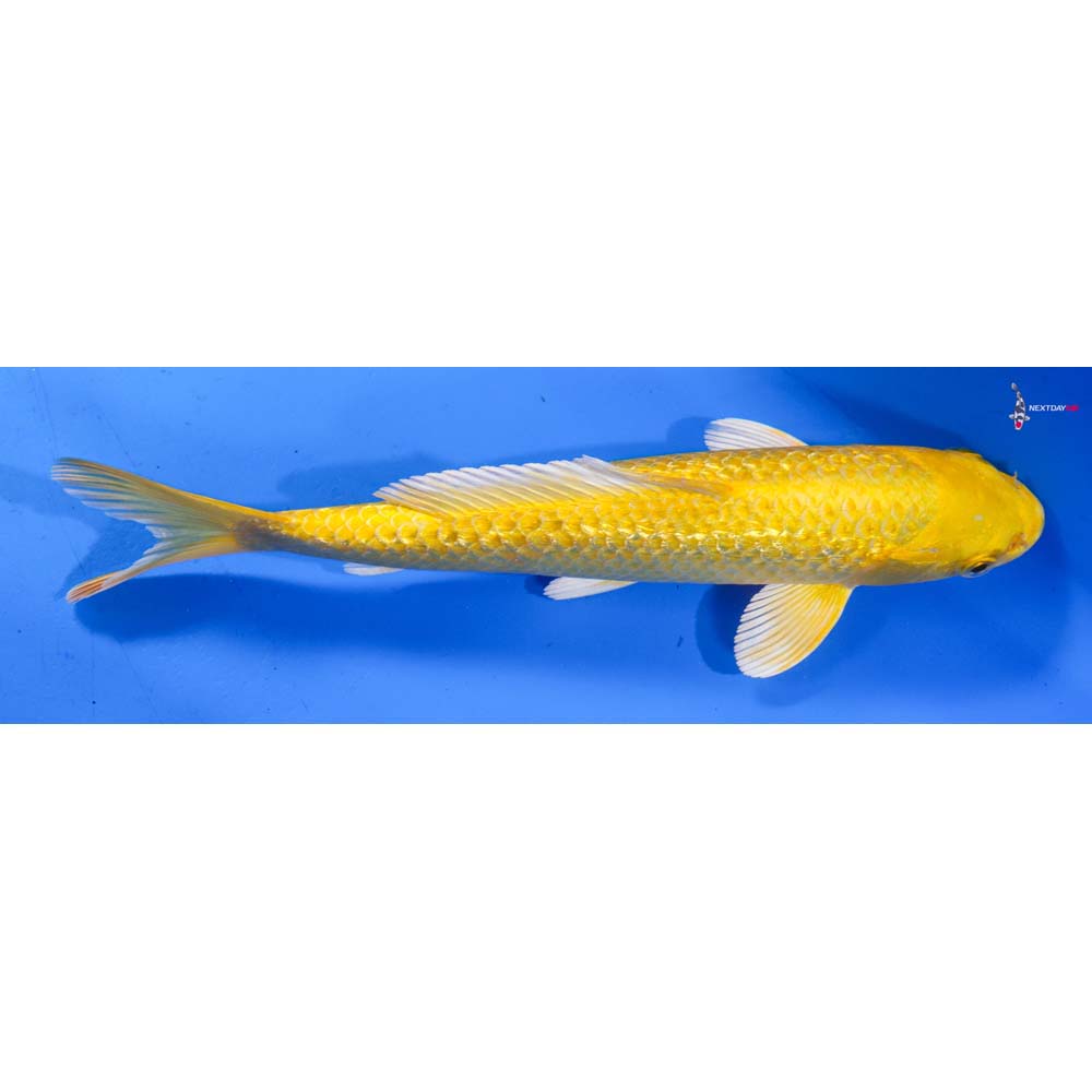 8” Imported Gin Rin Yamabuki Ogon