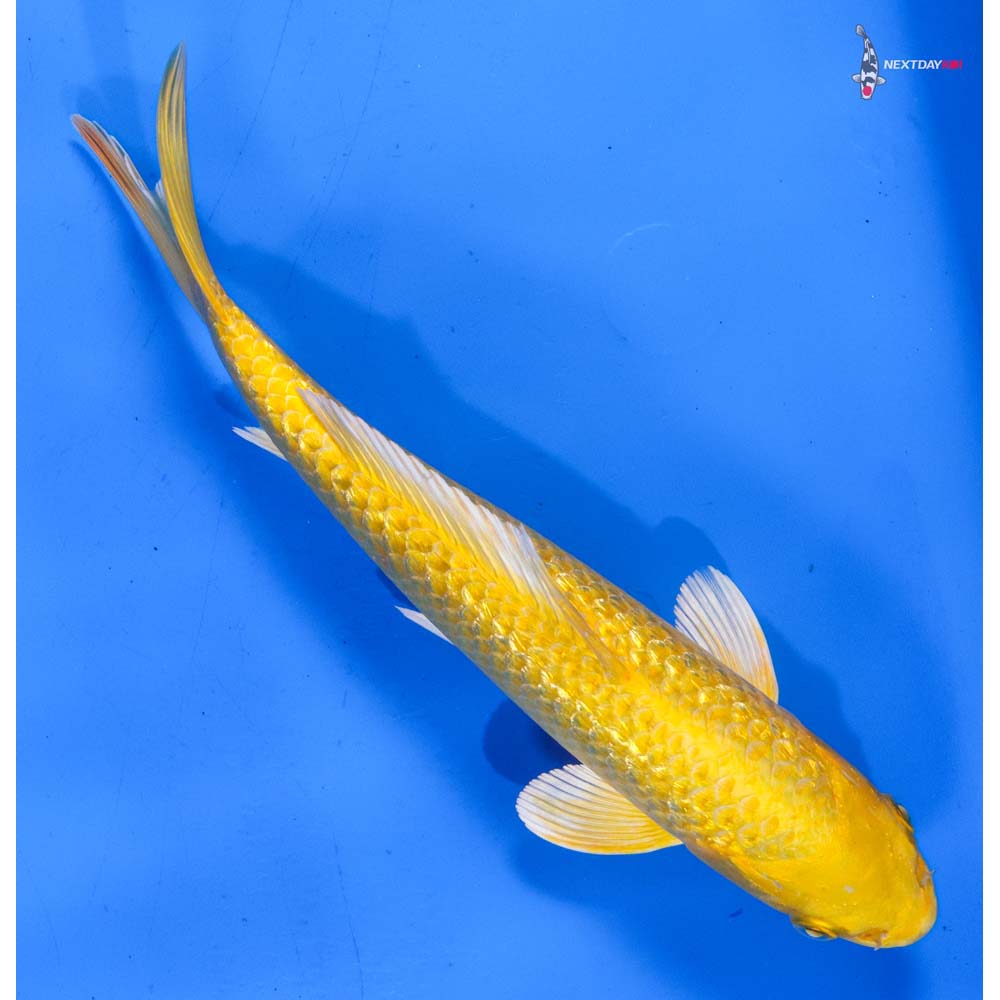 8” Imported Gin Rin Yamabuki Ogon