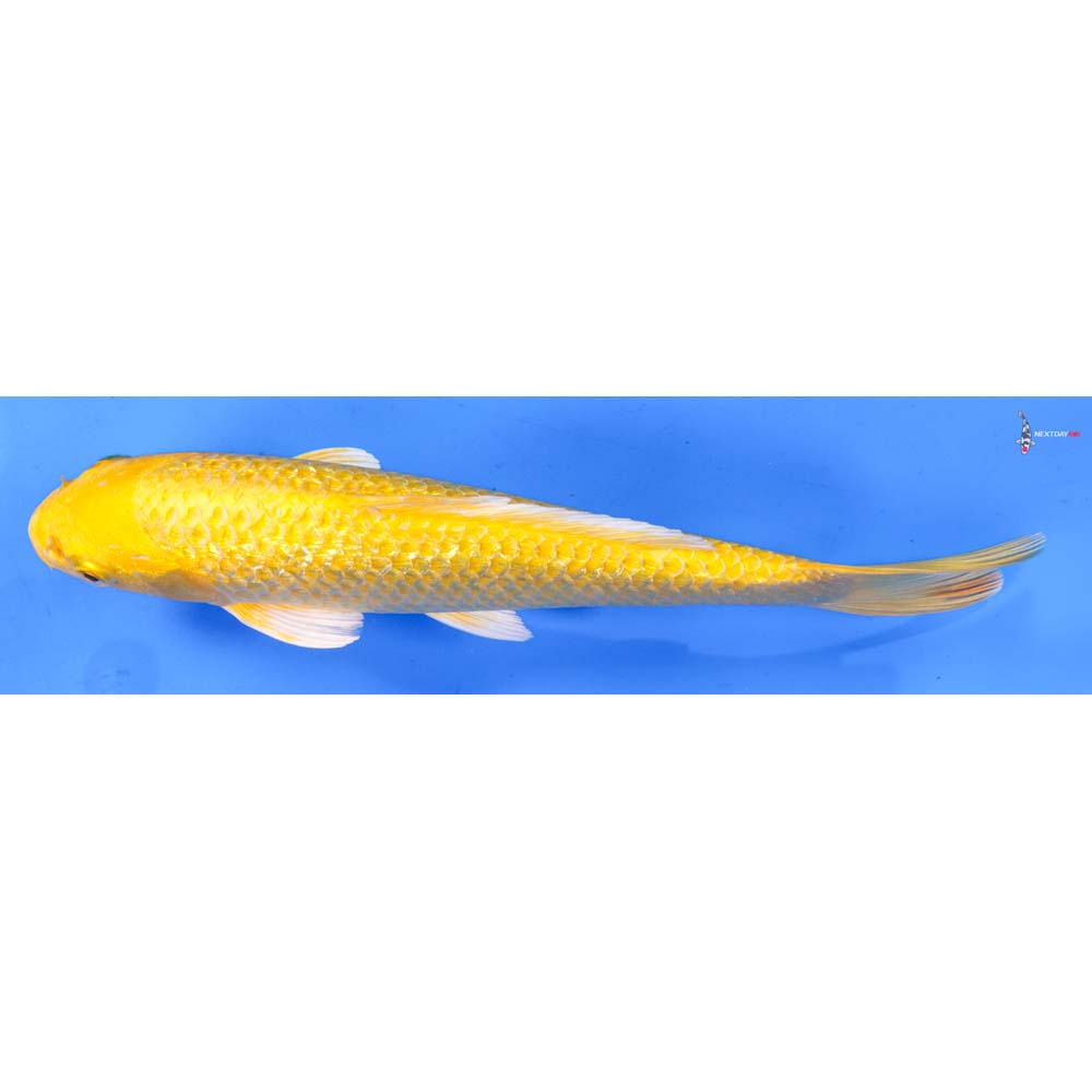 8” Imported Gin Rin Yamabuki Ogon