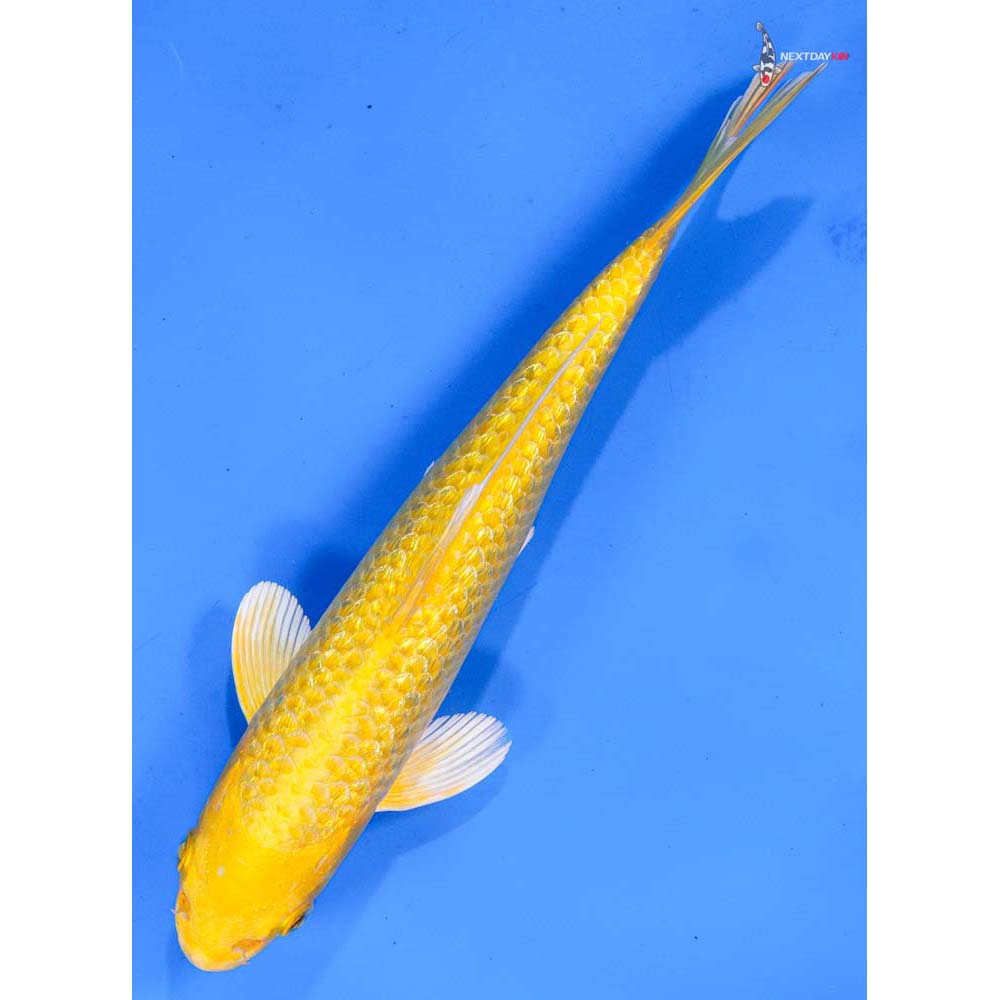 8” Imported Gin Rin Yamabuki Ogon