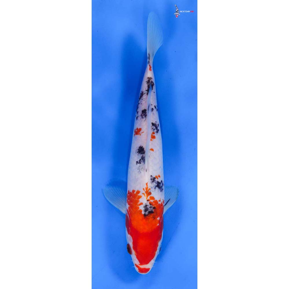 10” Imported Sanke